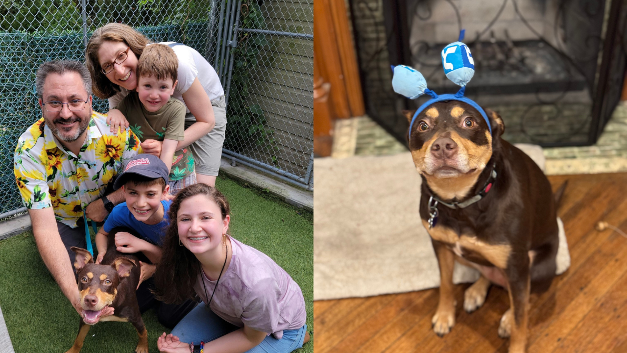 Pathways to Friendship: Pets as Social Facilitators